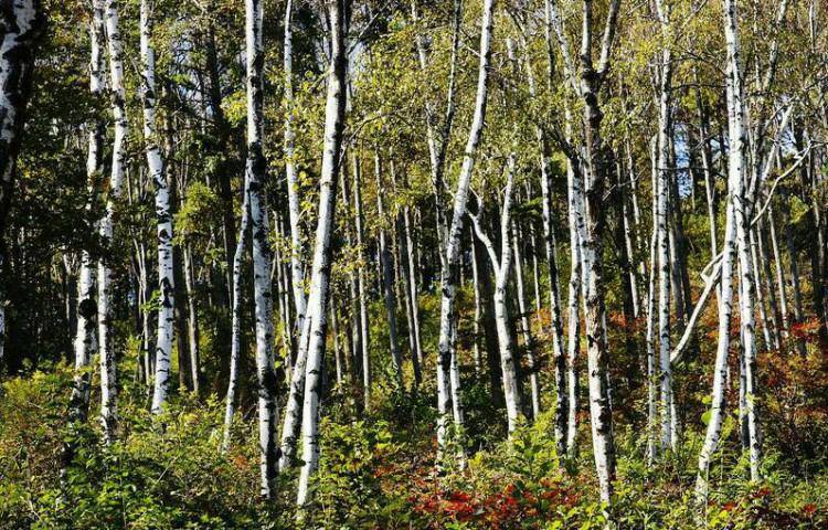 种植经济效益和生态效益高的先锋树种西南桦使用植物非试管高效快繁