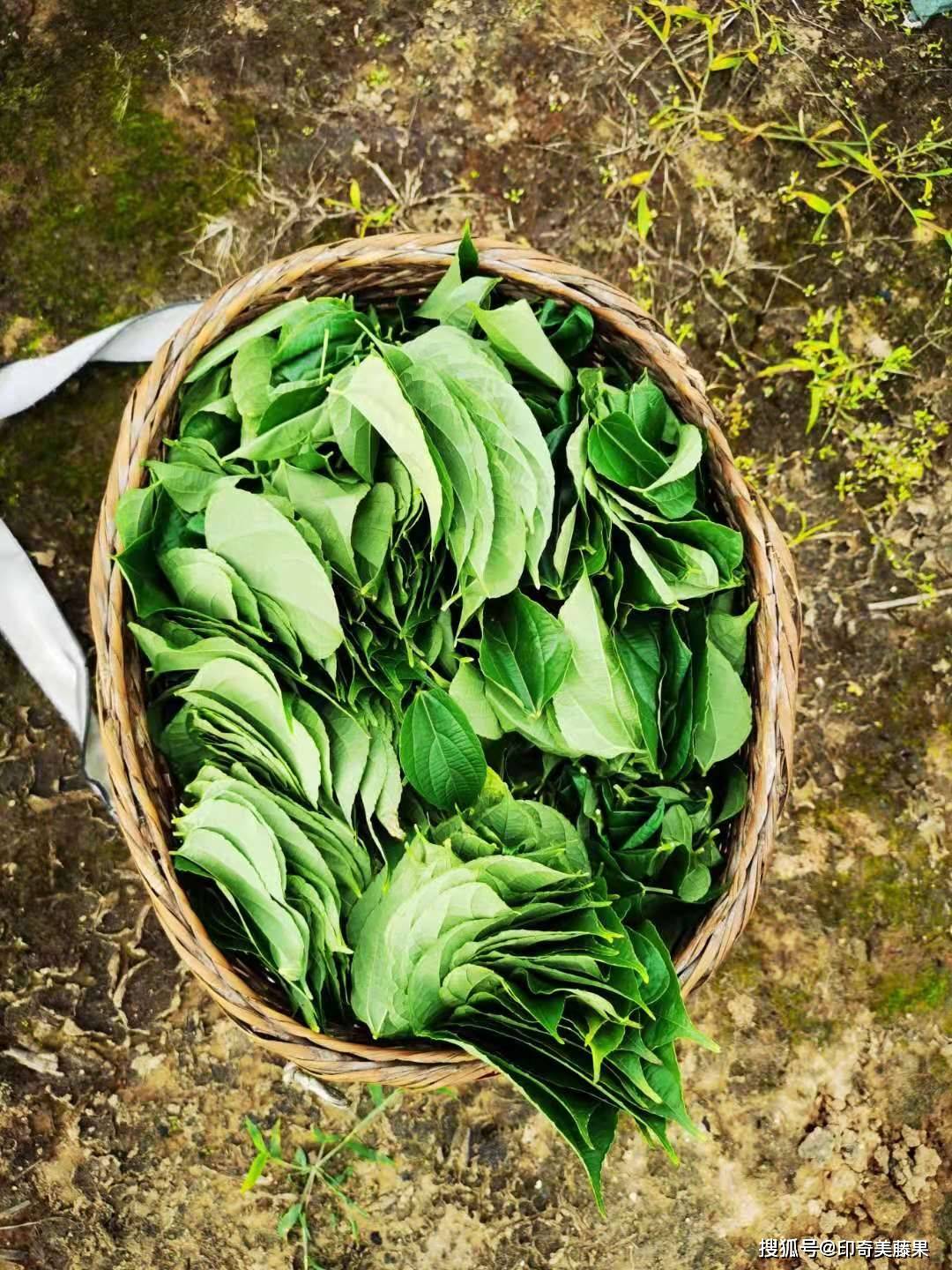 一种美藤果叶子茶味道苦尽甘来别有一番韵味