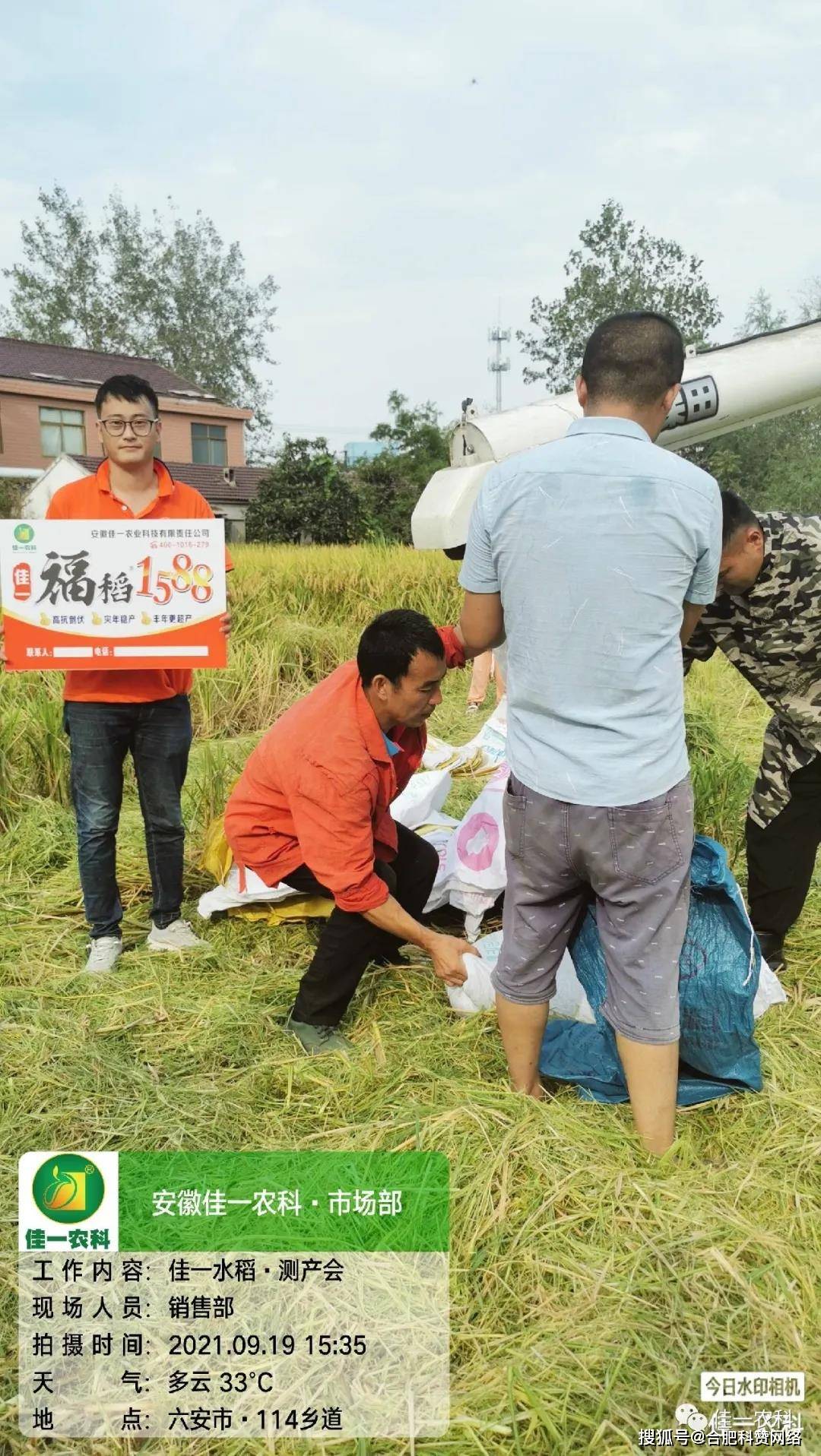 高产高抗性稻种佳一福稻1588实地测产劲爆出炉优质籼型杂交稻