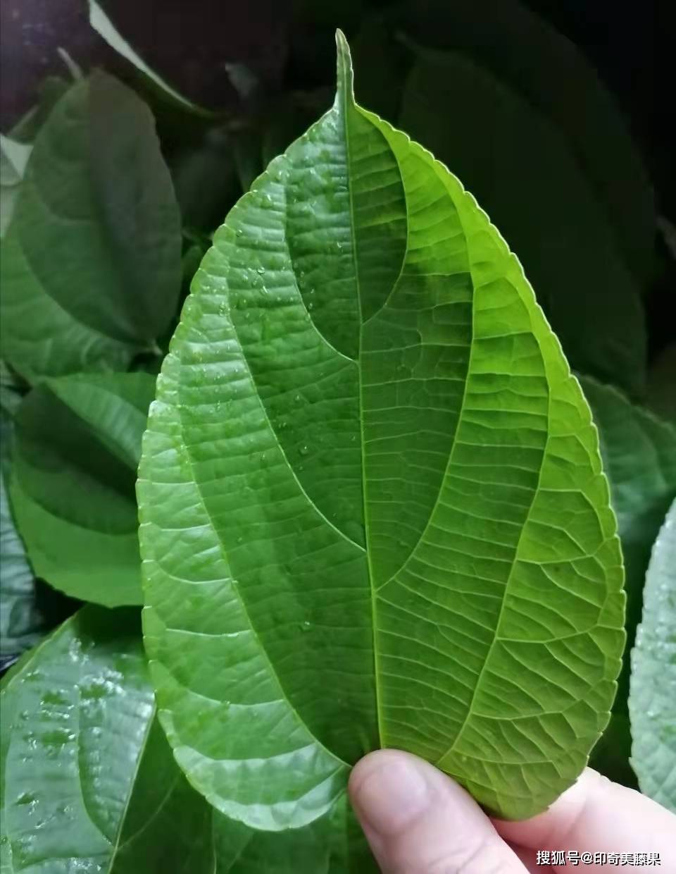 叶子最小的茶叶品种 9dfe8129cb814ff3ac20425acda87c59.jpeg