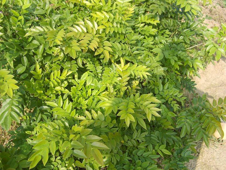 让中国特有珍稀濒危树种—降香黄檀在世界重放异彩的(ternpc)技术