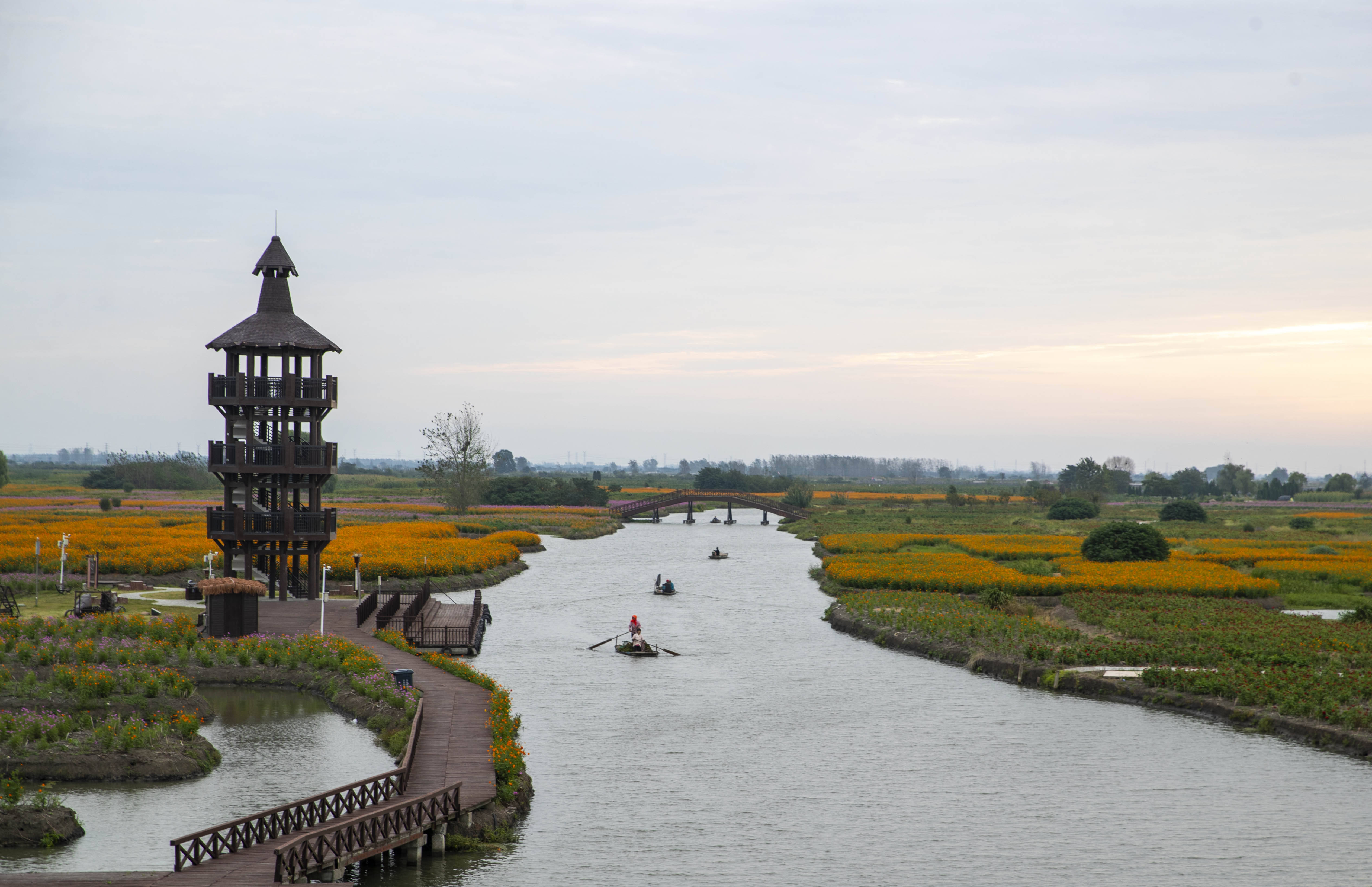 1/ 12 2021年9月25日,江苏泰州兴化千垛菜花风景区内菊花次第开放.