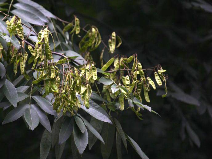 石油植物柴油樹美洲香槐植物非試管高效快繁