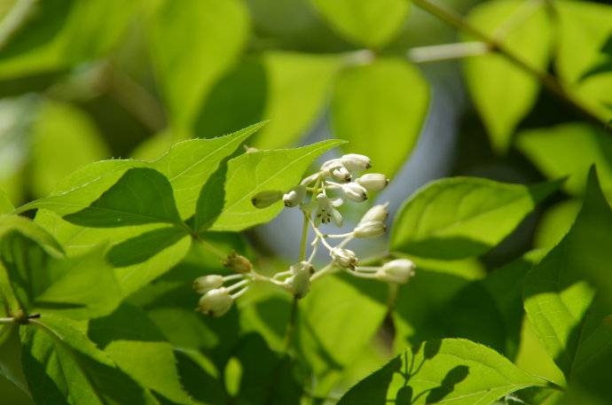 多年生木本野生蔬菜新秀-植物非试管高效快繁技术快繁省沽油