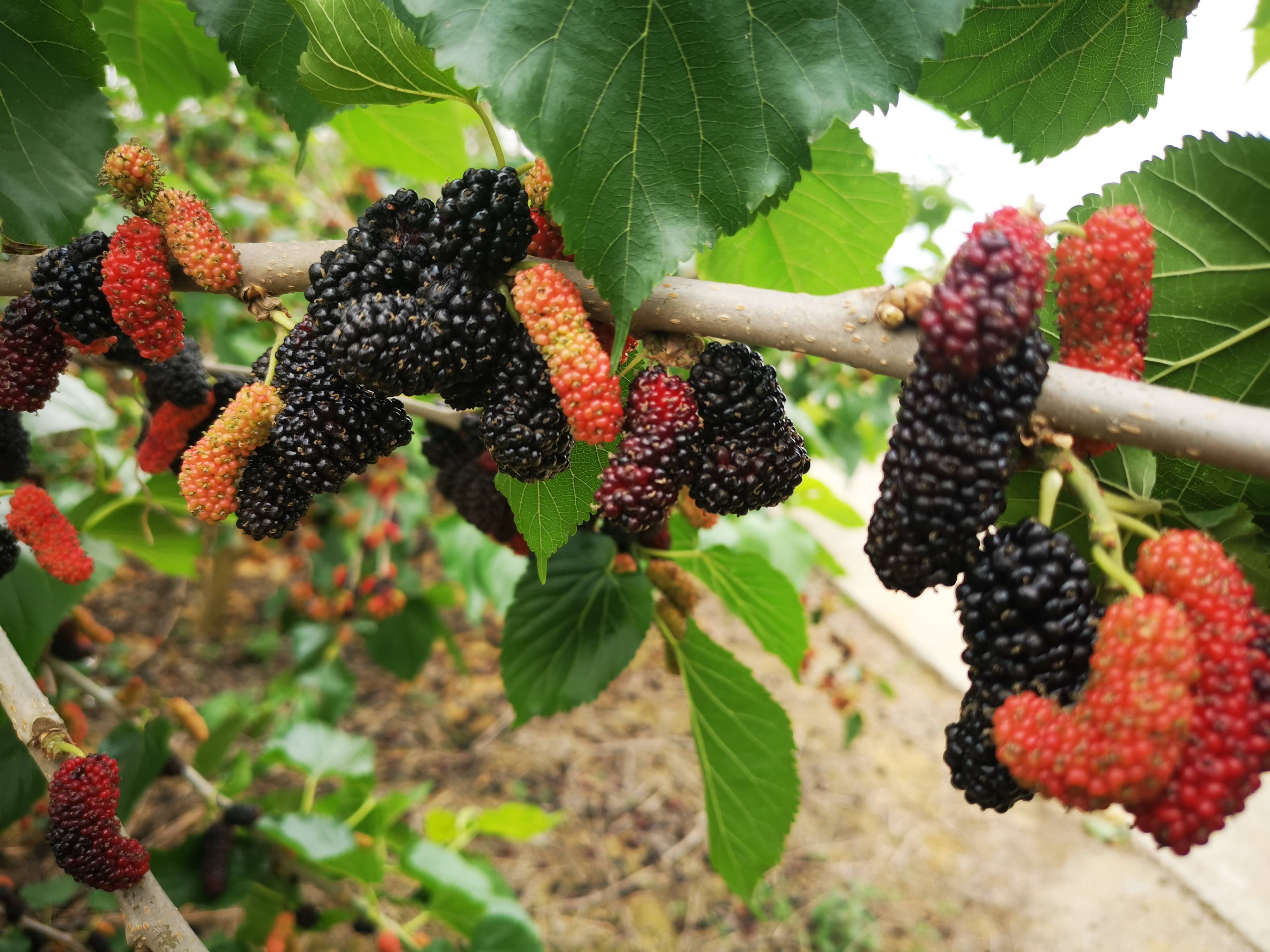功效|常喝一杯桑葚酒，5大好处来上门，很多人却还不知道！