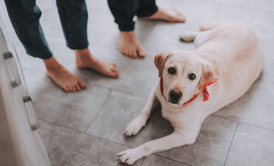 狗狗一瘸一拐是关节炎 可能是骨癌找上门了 癌症