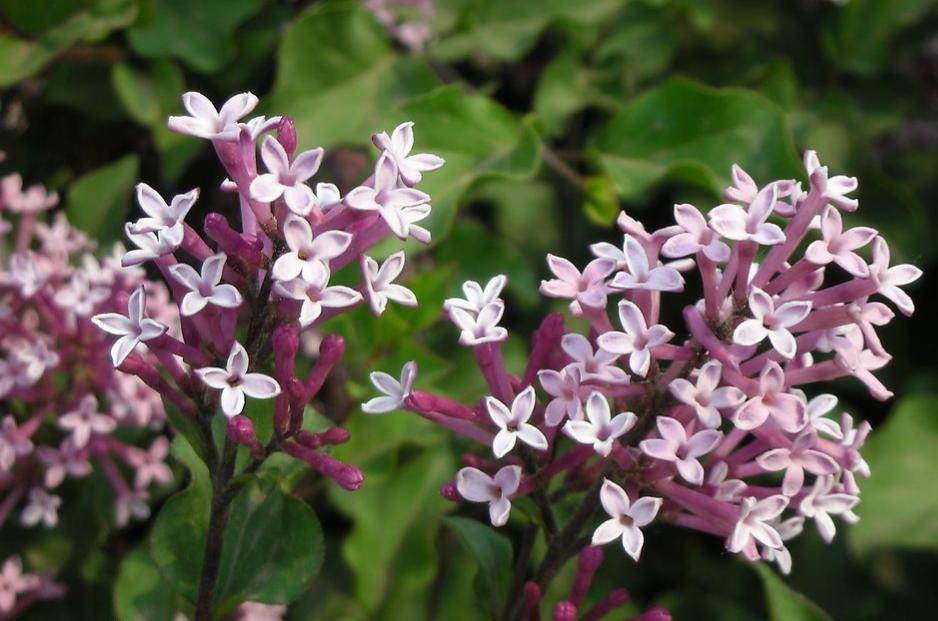 丁香花为什么叫鬼花