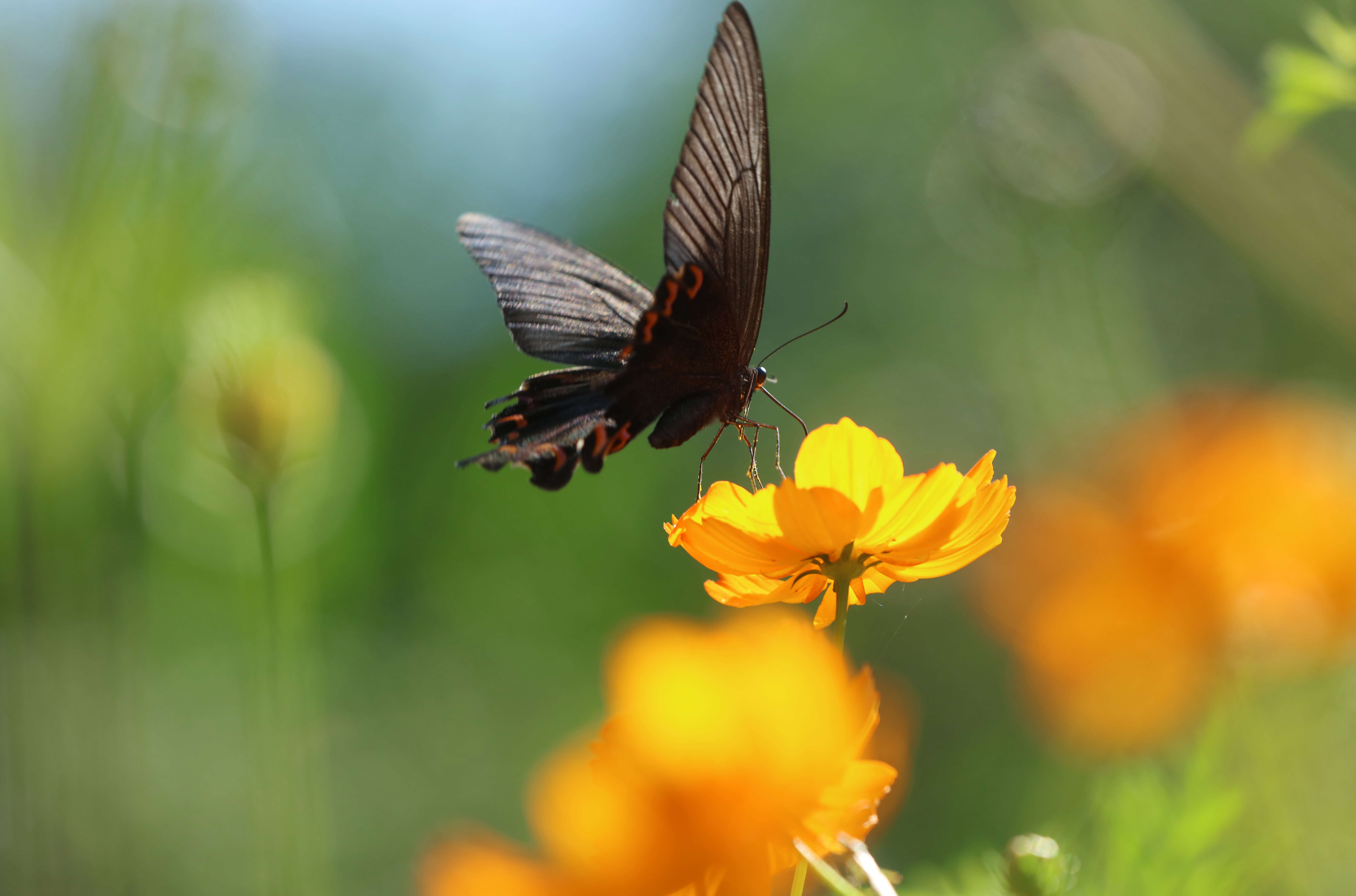 张家界黄龙洞风景区花开蝴蝶来组图