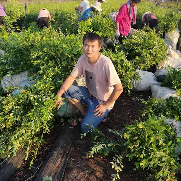 智力杜克蓝莓苗品种怎么样怎样种植比较好
