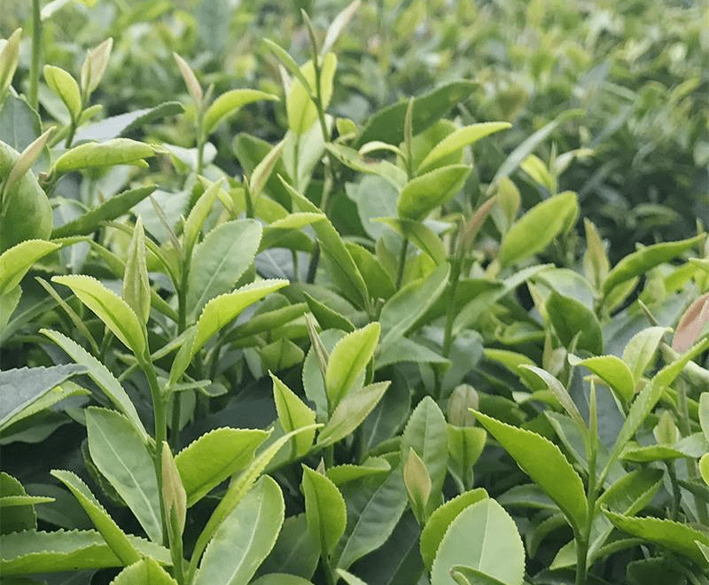 海拔|含有活性酶的特殊茶叶-植物非试管高效快繁白茶