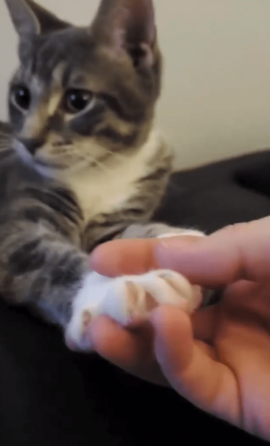 猫咪和人玩总是伸爪子 7bba353f987f4a2eb542643c4853ddc1.png