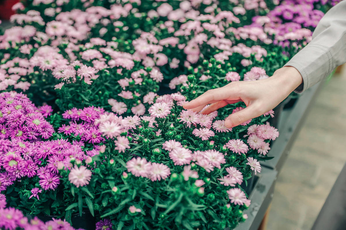 花海|这个十月就来盐城荷兰花海感受满园百合摇曳飘香