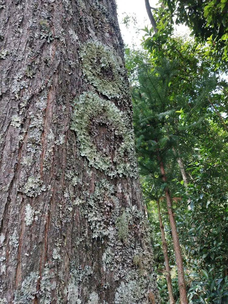 茶园|【普洱茶山行】云南西双版纳南糯山古茶山寻茶记一一拔玛寨