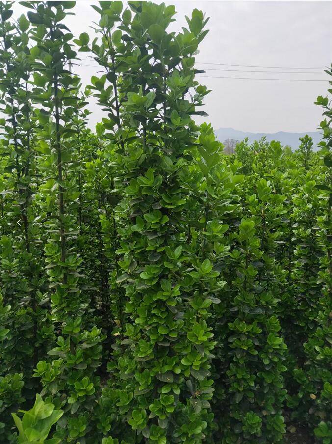 来自日本的全能型选手北海道黄杨的植物非试管高效快繁技术