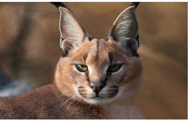 石纹猫栖息于热带和亚热带的森林地区,吃松鼠,果蝠,鸟,小天型爬行动物