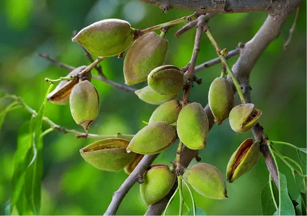 巴旦木是什么树上结的果实什么是巴旦木