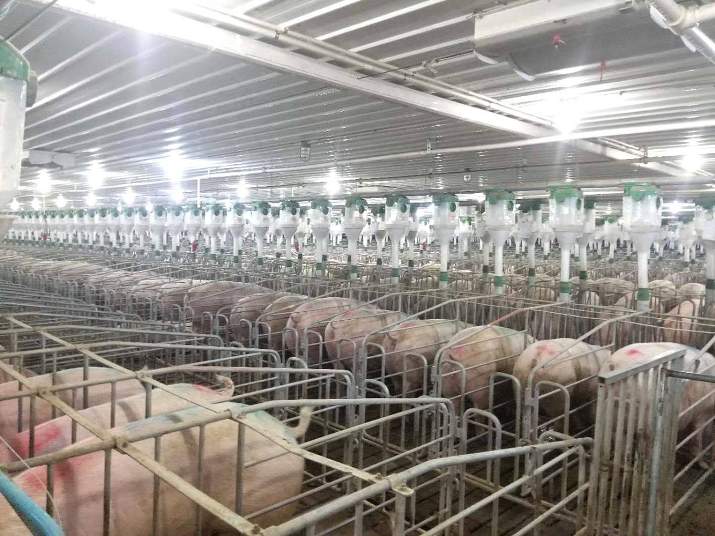 台湾猪舍设计的思路与理念 - 养猪场建设/养猪技术 - 中国养猪网-中国养猪行业门户网站