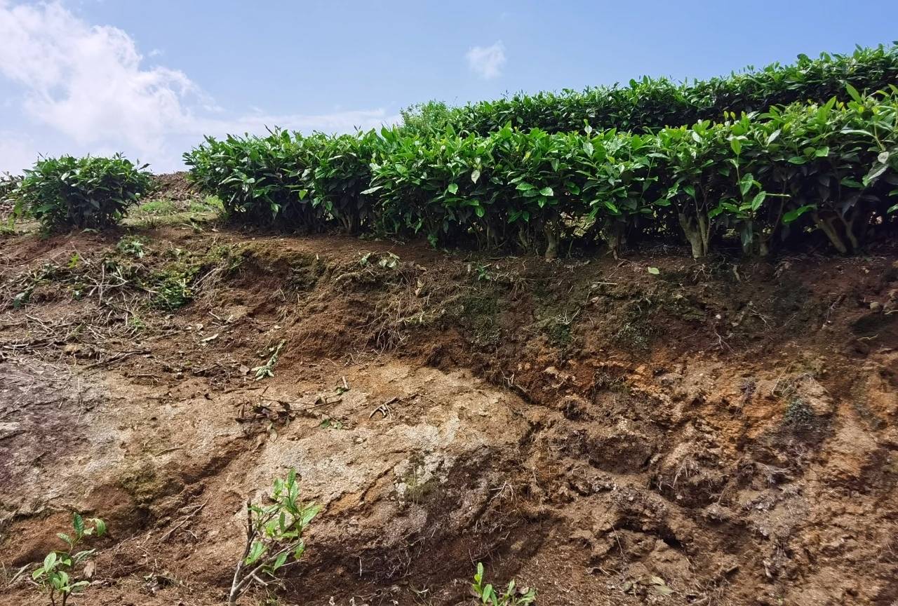 风化岩上的白茶