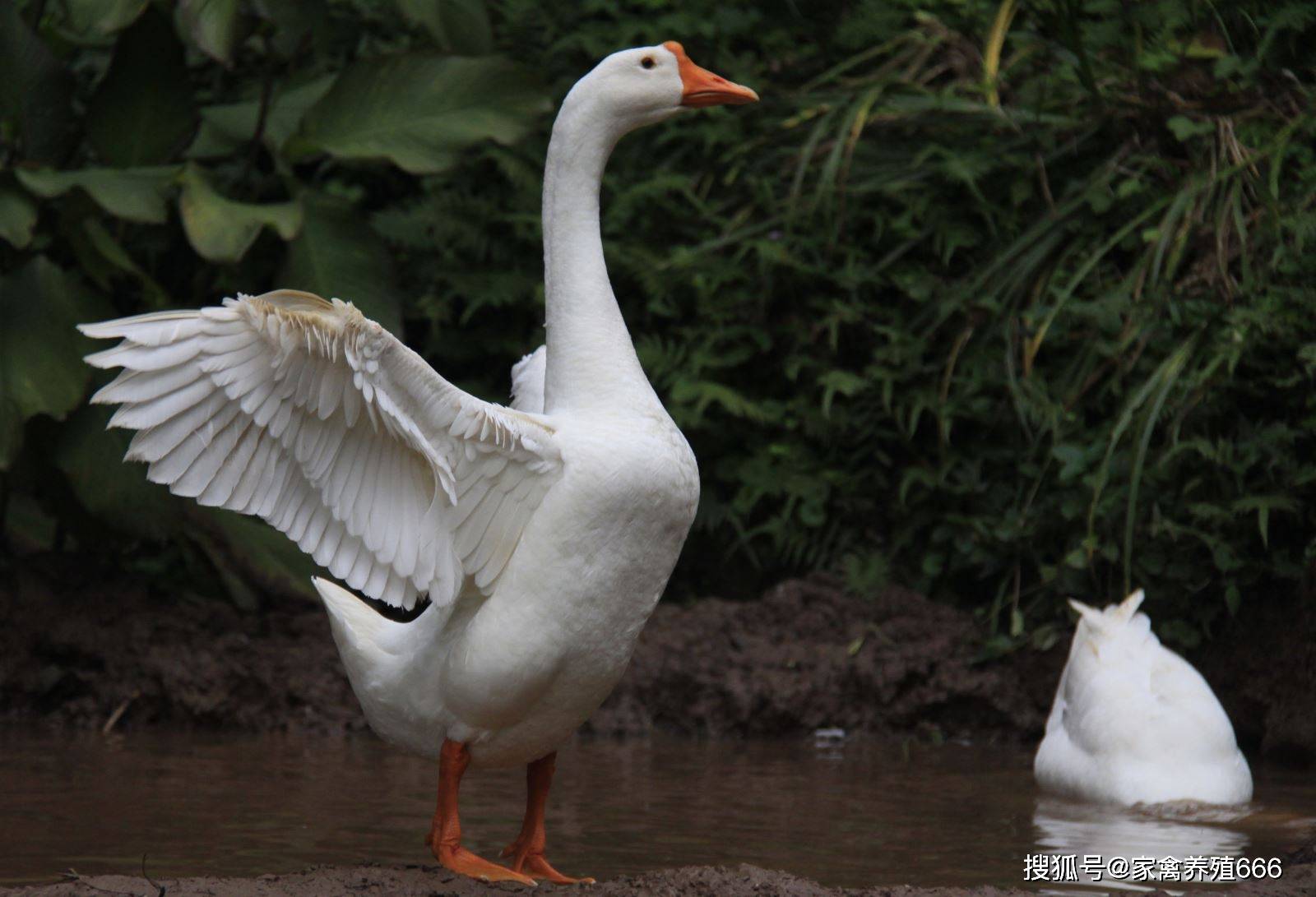 鹅属草食型家禽,其生长发育需要大量的青绿饲料和部分粗饲料,青绿饲料