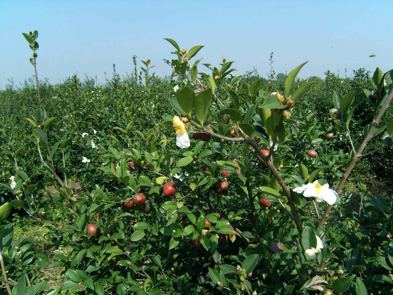 贵州油茶基地图片