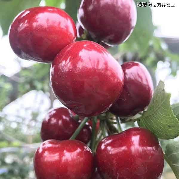 矮化齐早樱桃品种怎样?一根棍齐早樱桃苗种植技术要点