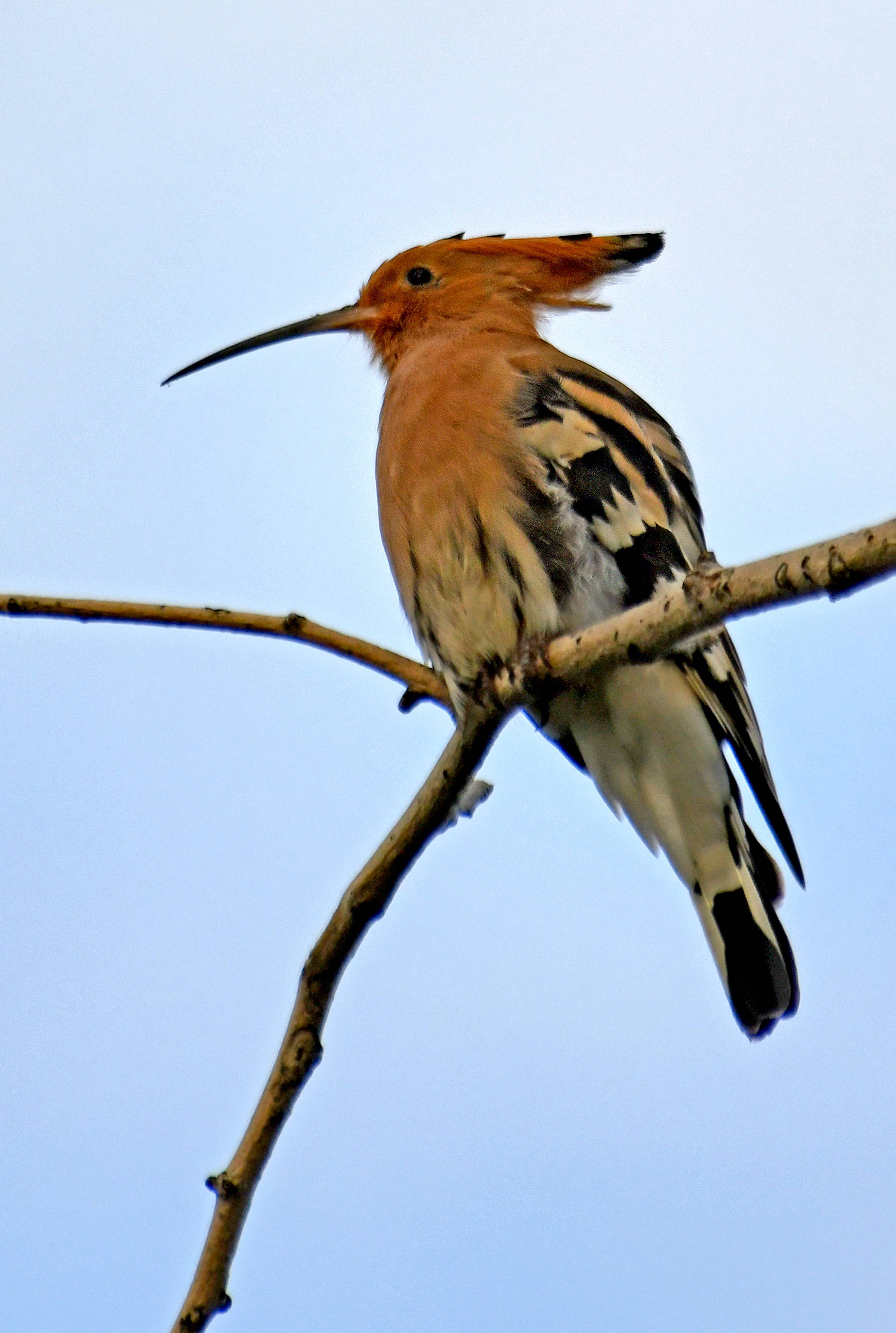 秋雨过后树枝梢头的戴胜鸟