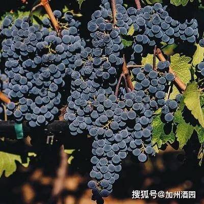 葡萄|加州赤霞珠，阳光海岸缔结的绝世佳酿