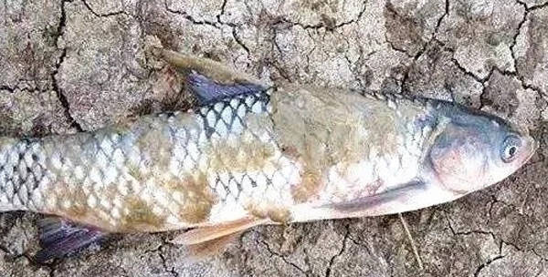 水霉病的高发期如何预防和处理