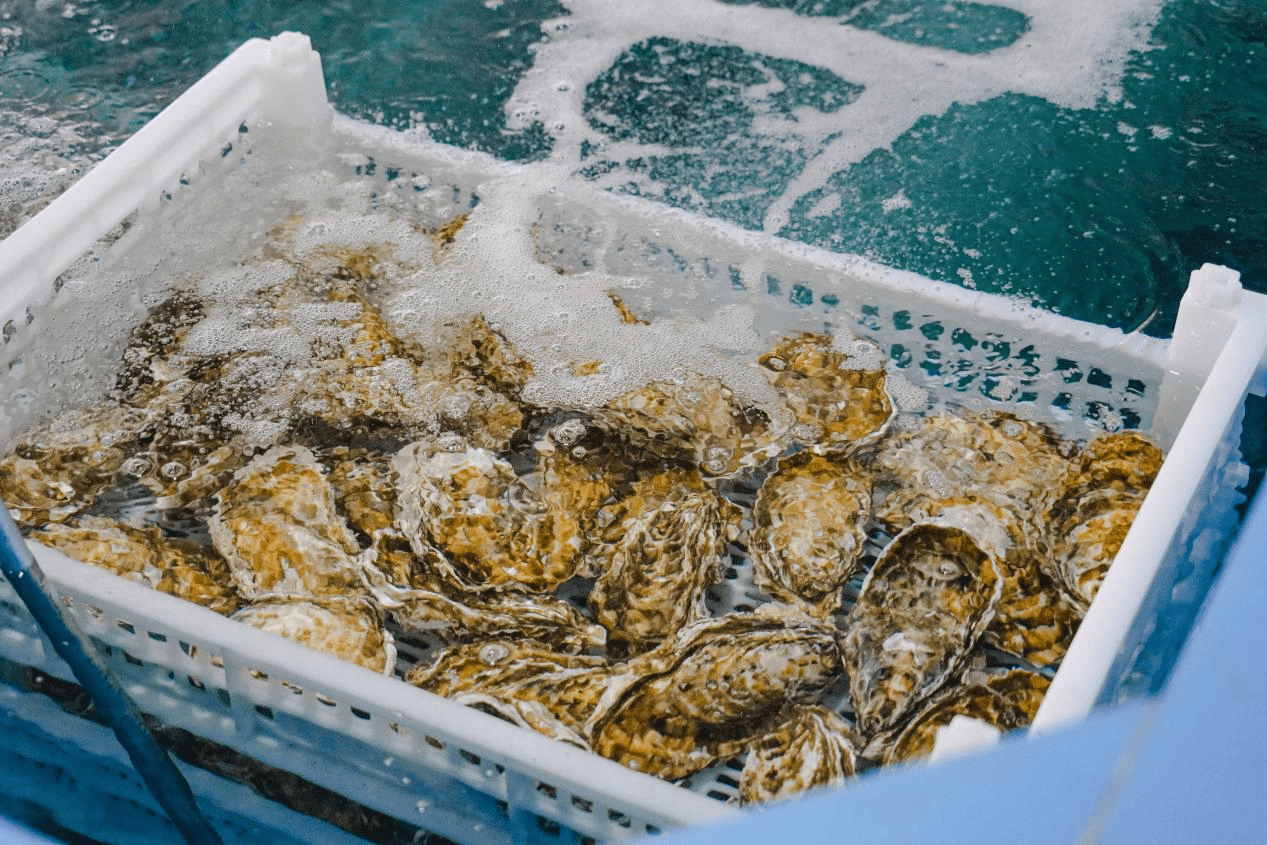 百亿市场下的乳山牡蛎品牌可能会是什么样子