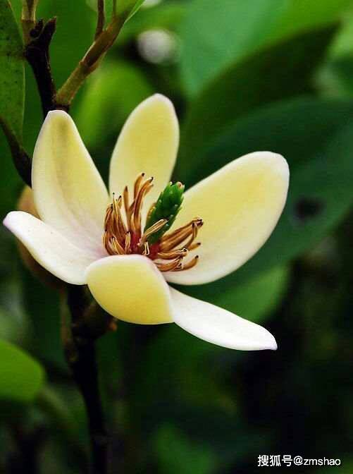 高山含笑花 若兰