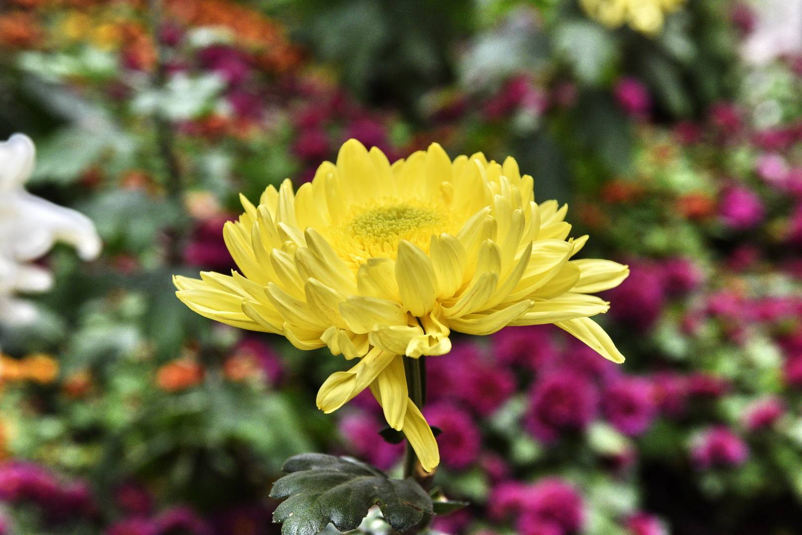 郑州人民公园菊花香