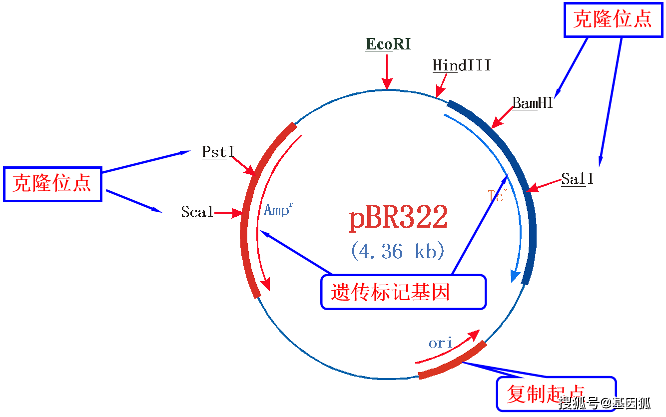 原创经验分享如何阅读质粒载体图谱