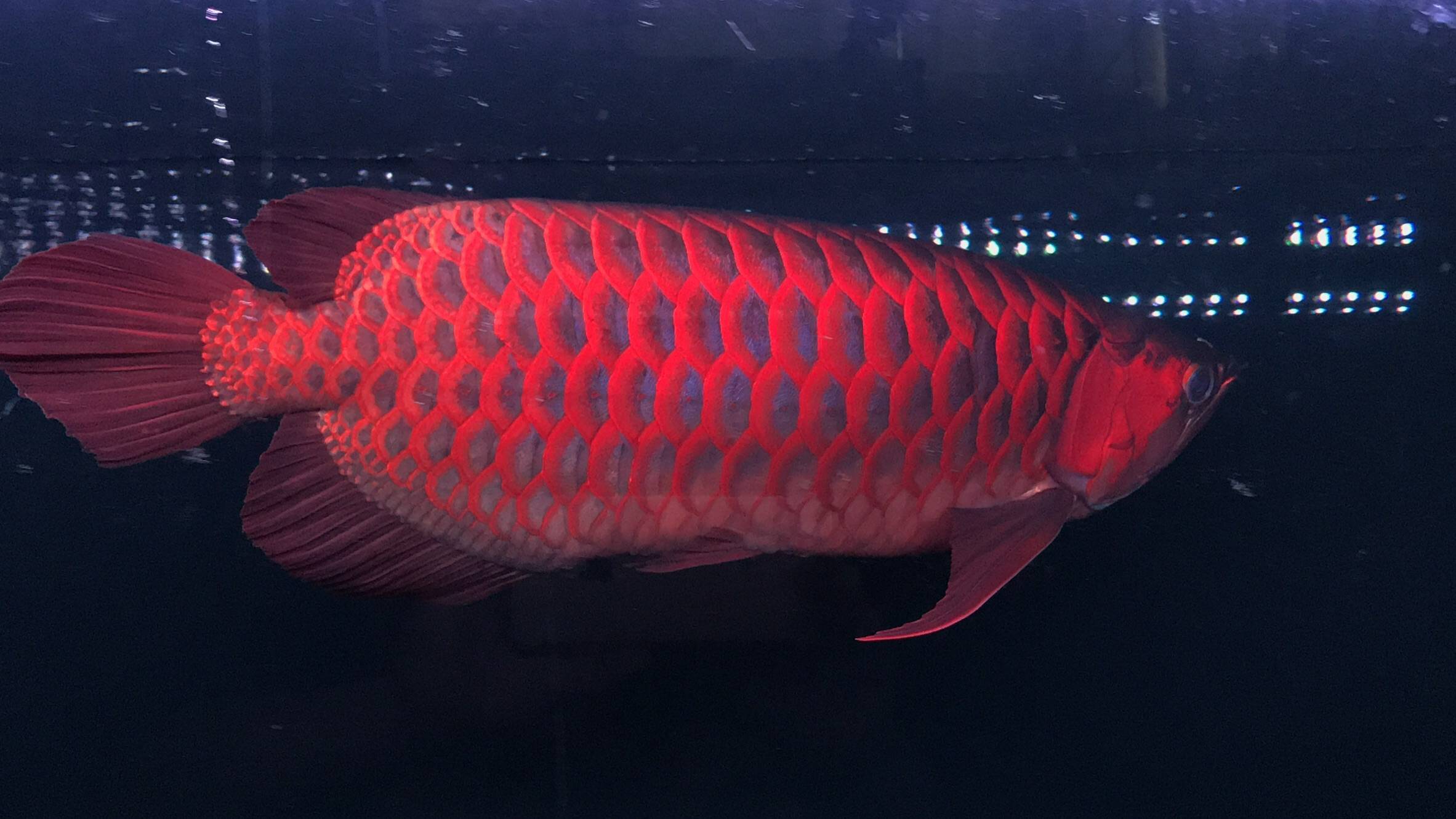 红龙鱼品种分类图片
