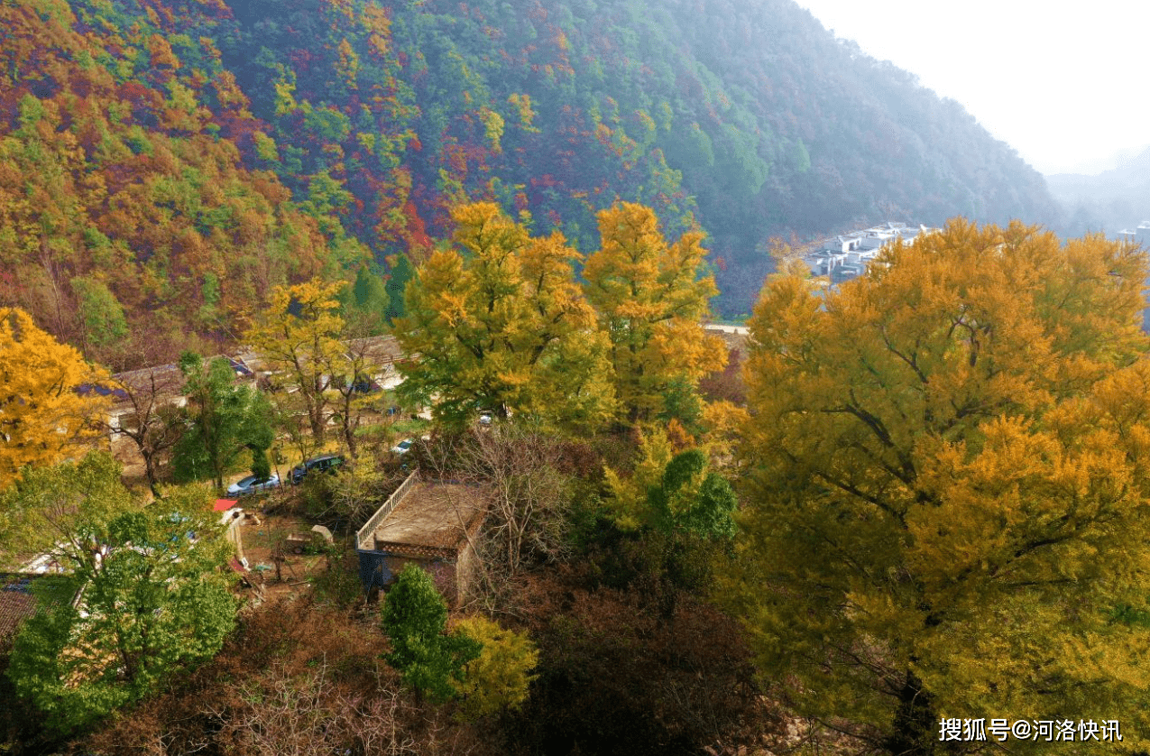 河南嵩县白河镇:深山银杏"披金甲" 人潮涌动赏叶忙