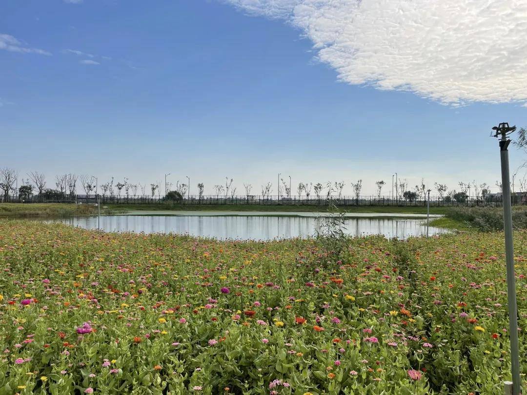 乡村振兴旧城海子打造乡村振兴齐鲁样板