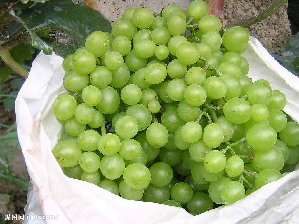 陆介政绿葡萄