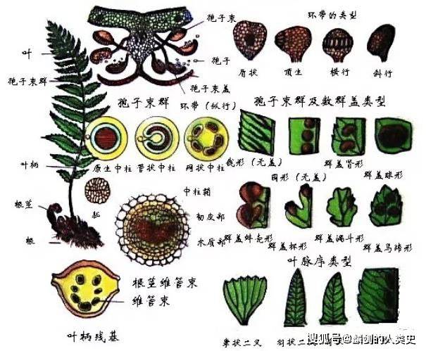 【地球生物全系列——植物篇】植物界—蕨类植物（下）_孢子