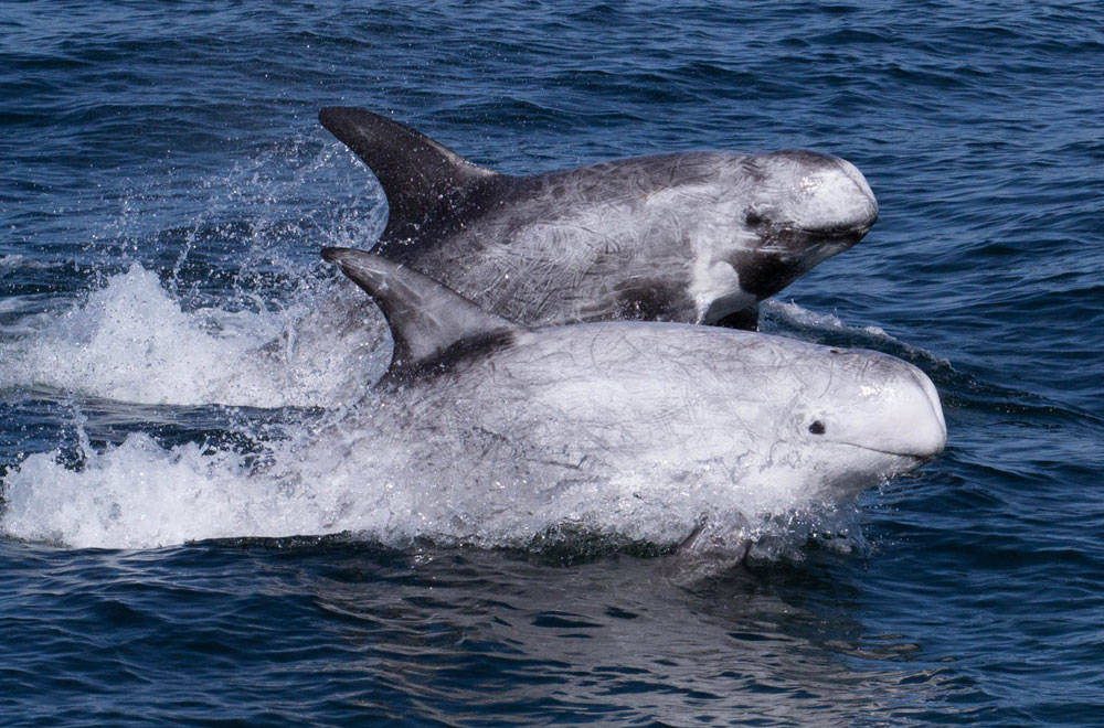 灰海豚black 曾研究过这些海豚的饮食,他表示,该物种会捕食鱿鱼