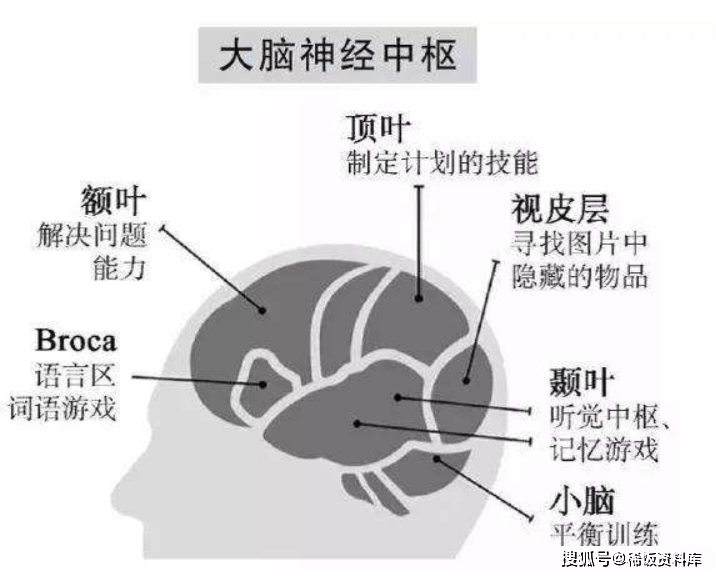 人类思想和学习到底从何处而来大脑明白大脑神经运行的规律