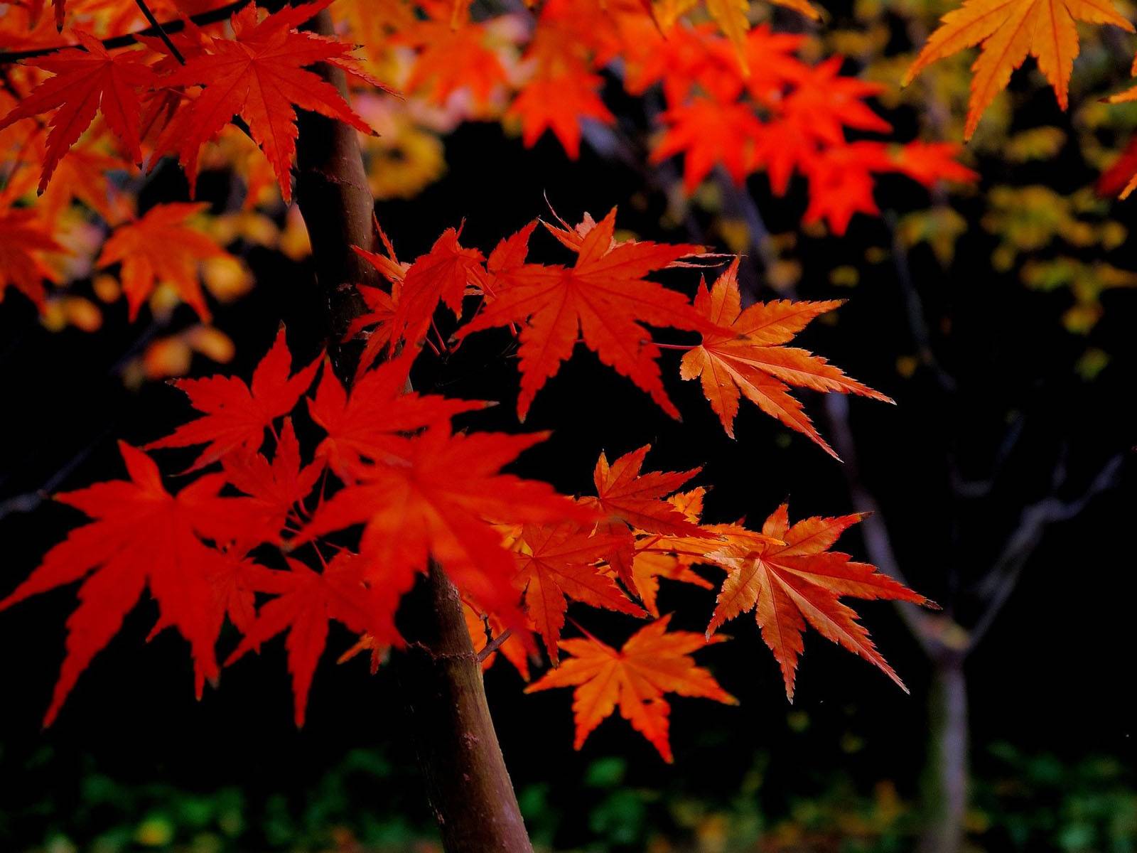 染得千秋林一色 槭树 种类