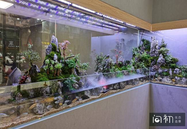 热带小型观赏鱼作为基础的生态鱼缸造景既美化店铺又提升风水