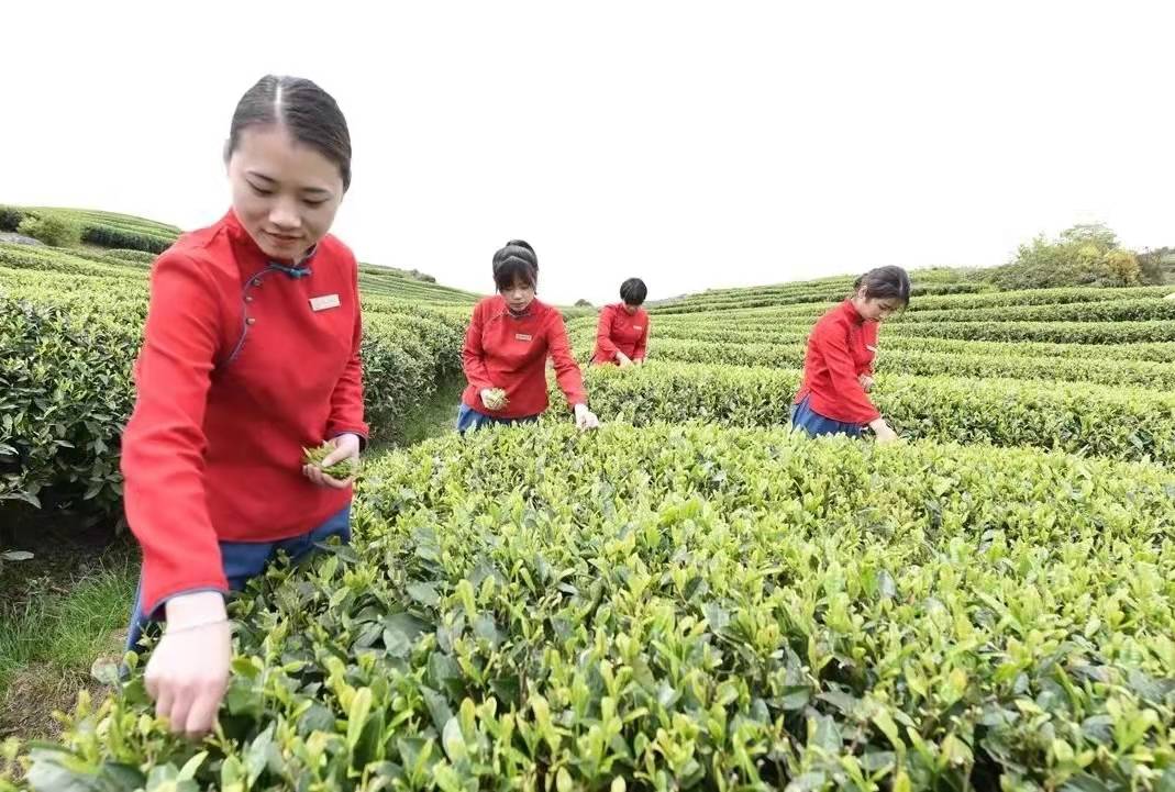 人间|人间虽劳碌，杯茶不可少