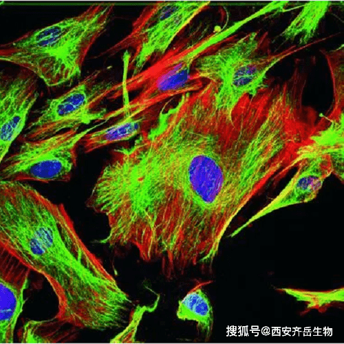 sir-coohcas1426090-03-0熒光團硅羅丹明sir羧基體外研究文獻查找方法