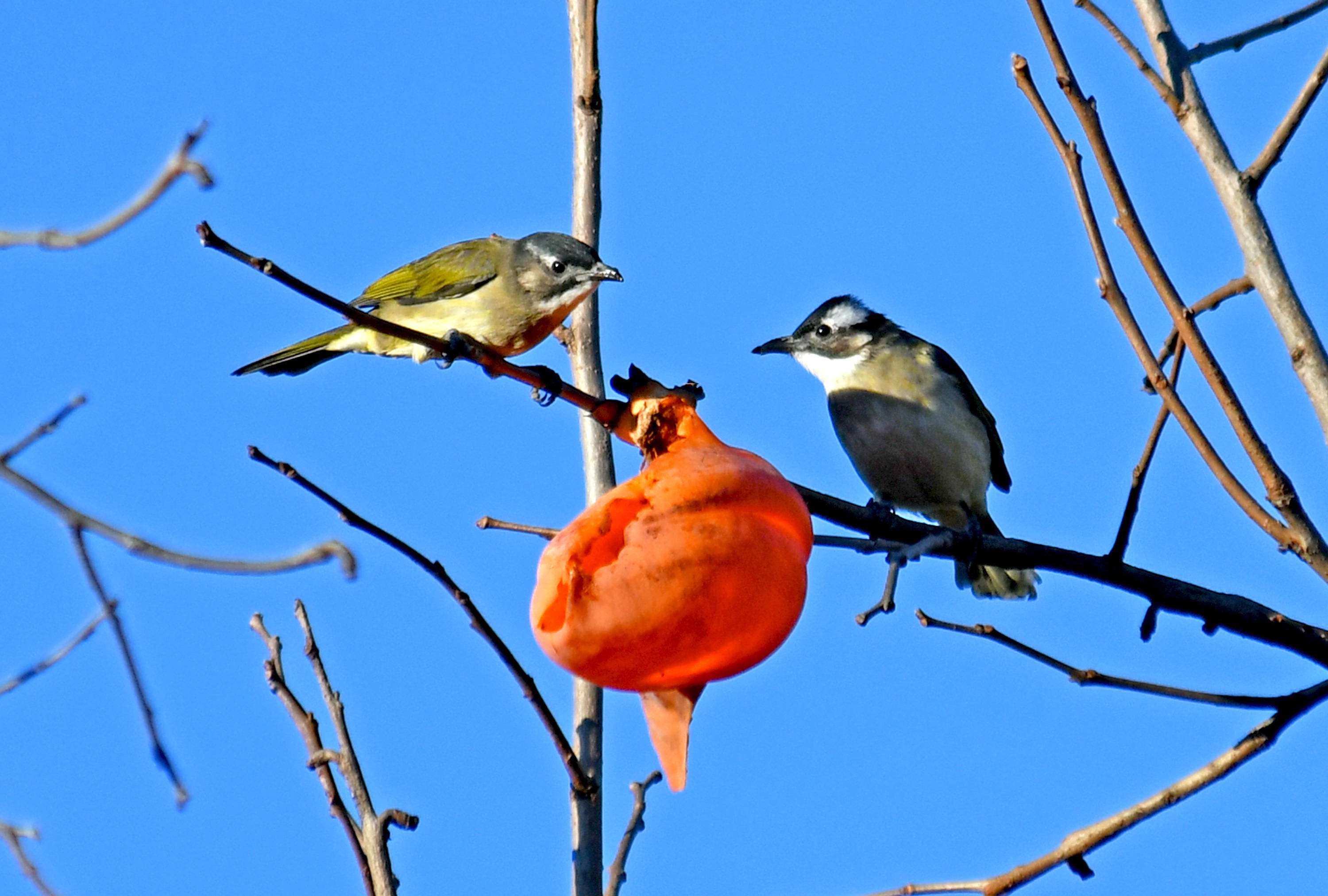 柿柿如意果熟鸟至五白头鹎的冬日美食