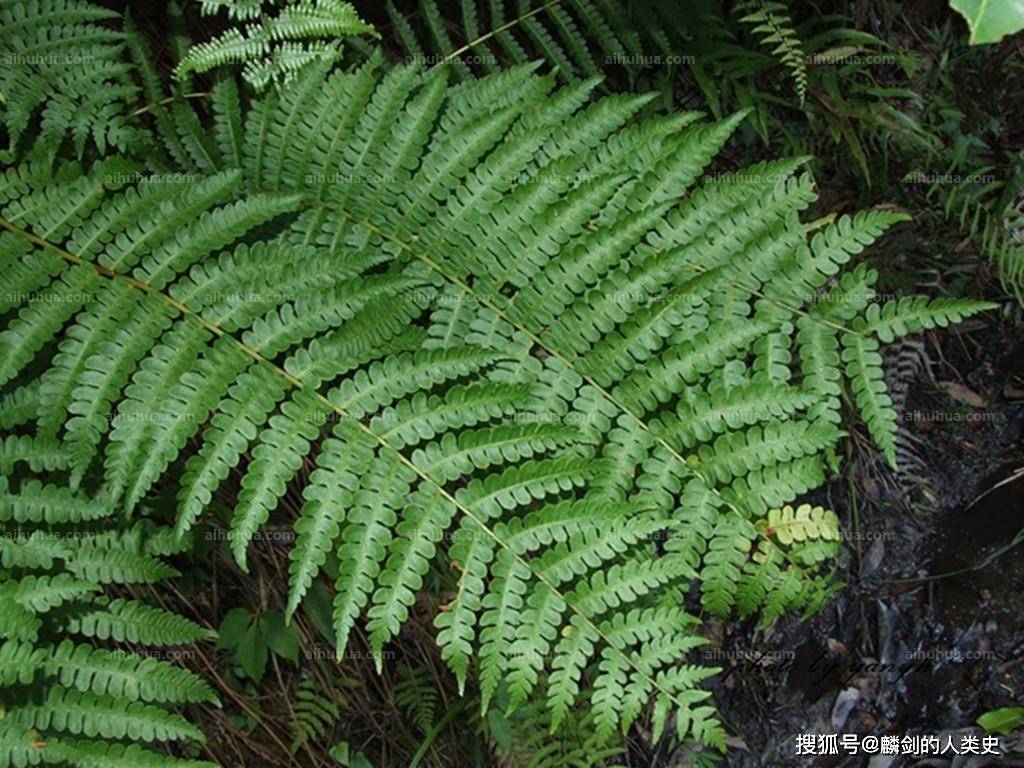 原創地球生物全系列植物篇真蕨門原始薄囊蕨綱