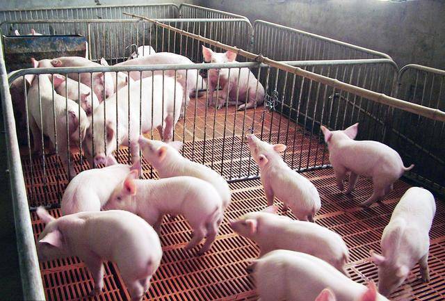 生猪价格超出成本线,农业农村部释放重要信号_养殖