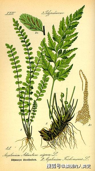 地球生物全系列植物篇薄囊蕨纲蕨目一