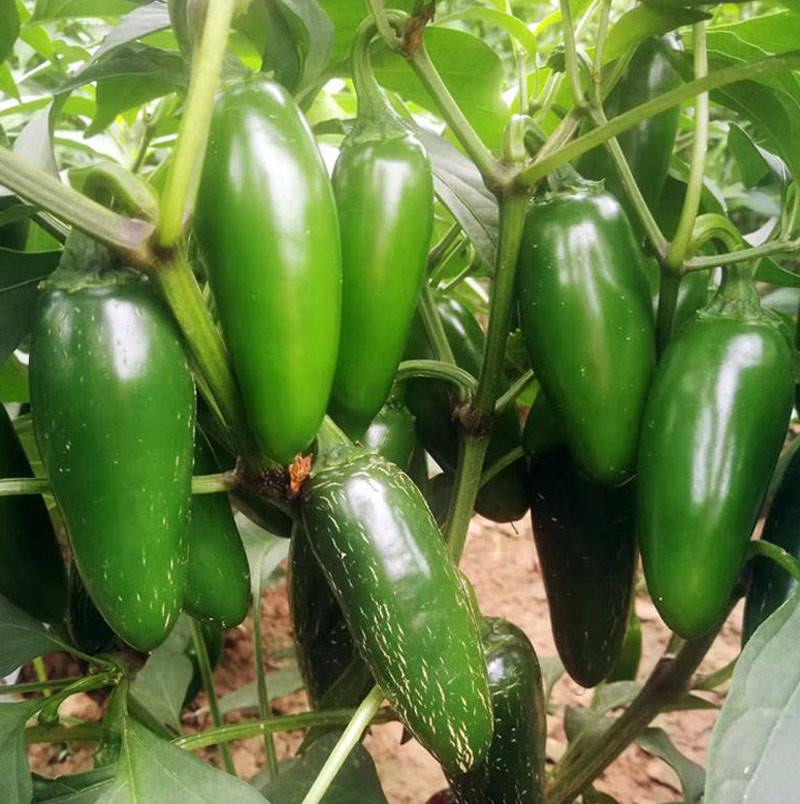 同乐港椒泡椒腌渍椒高产辣椒种子