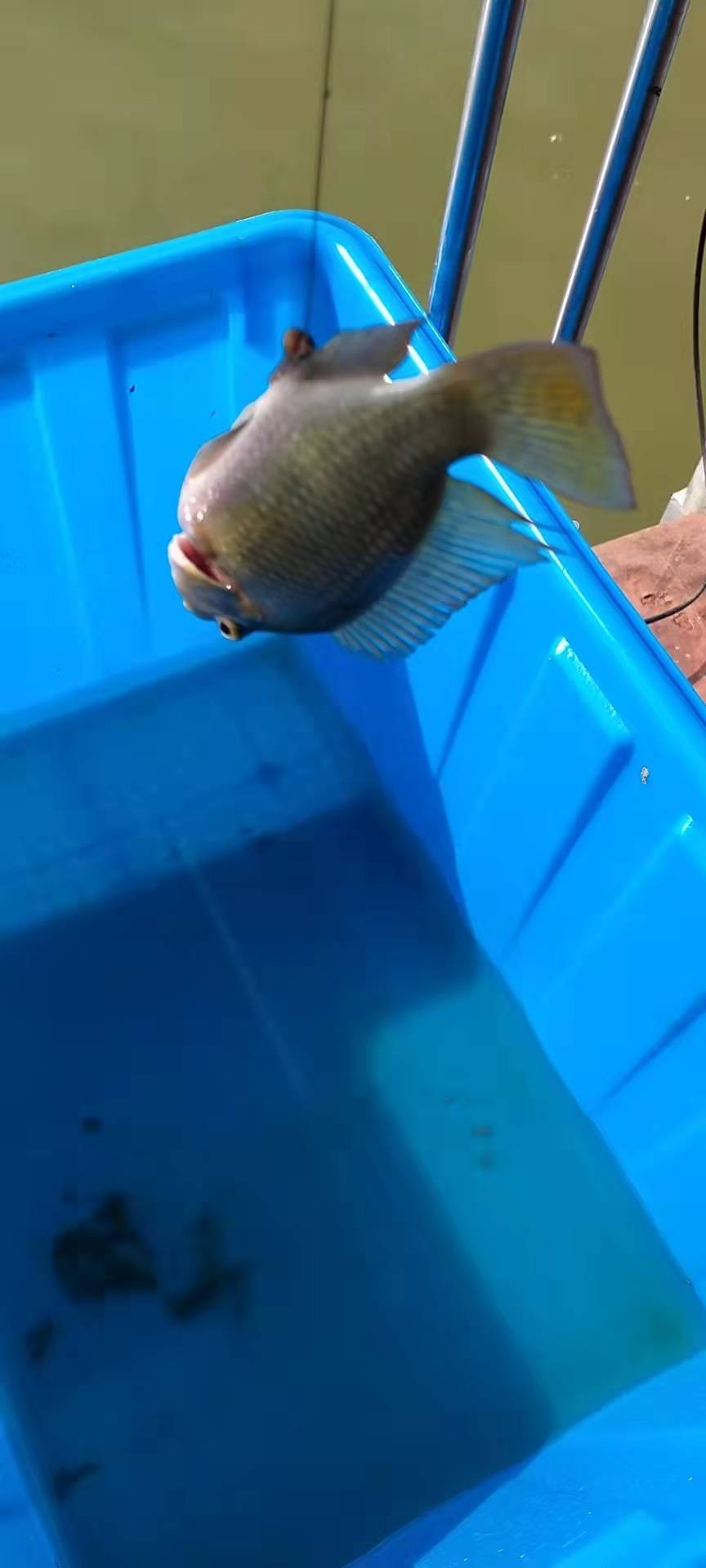 車禍:指魚鉤鉤住除魚嘴以外的其它部位,說明魚在魚