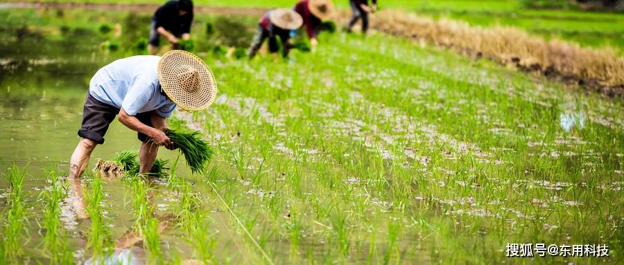 传统农业种植技术